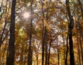 Nature photography - Autumn Light - 11 x 14 fine art color photograph - amber golden trees