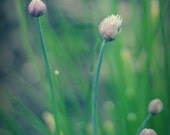 Flower photography - Joy of Spring - 5x7  Fine Art Photo -  purple lilac lavender moss green home decor