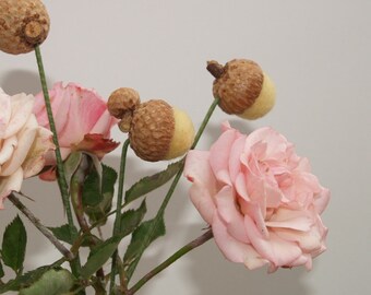 acorn2