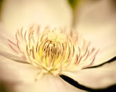 Flower photo - Sun Worshipper - 8x10 Fine Art Print - golden dusty rose and yellow soft dreamy flower image