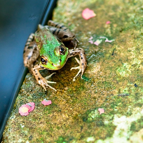 Green frog photo - Prince in Disguise- 8x8 Fine Art Print - brilliant green frog boy nursery art