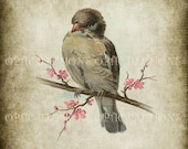 Printable Digital Picture - Vintage Bird Illustrations on Old Paper - BIRD 11 - 8 x 10 inches in size -