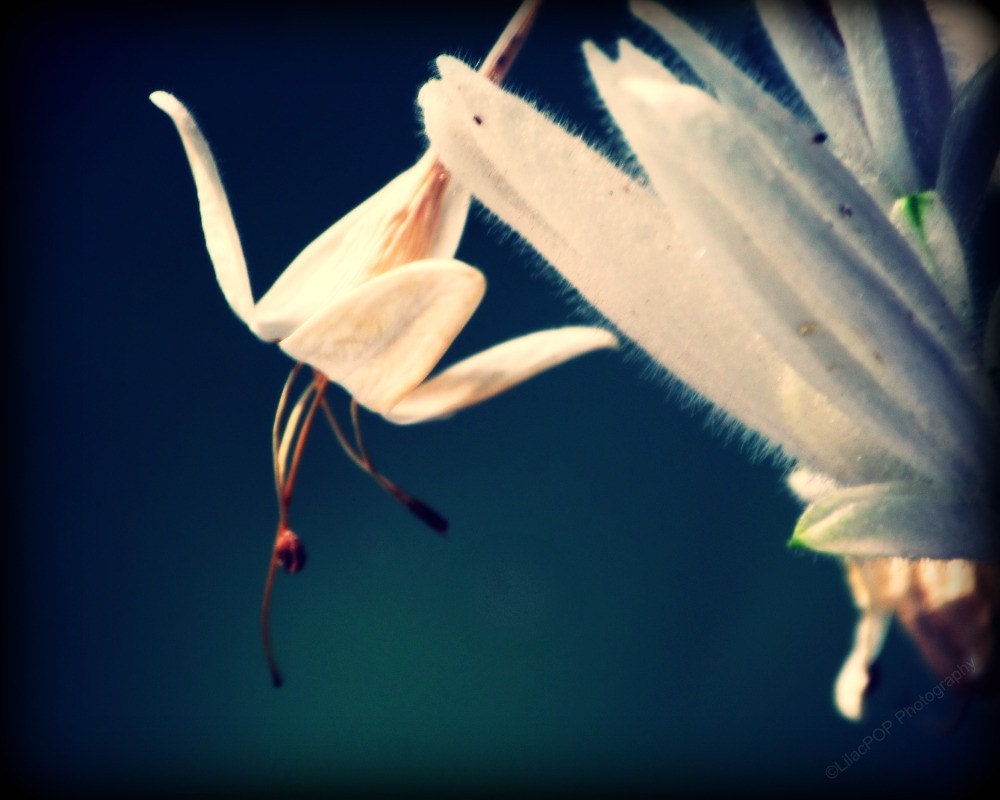 Soft Flower - Fine Art Photographic Print