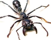 Real Stinging Soldier Ant Conservation Quality Display  2506