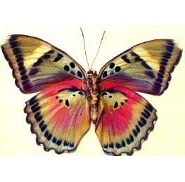 Colorful African Real Conservation Butterfly Display 442 - REALBUTTERFLYGIFTS