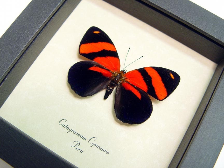 Dad's & Grad's Gift Real Blood Red Butterfly Conservation Quality Display 714