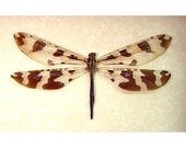 Stange Antlion Dragonfly Real Framed Insect Display 2552