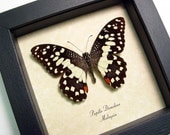 Real Common Lime Butterfly Papilio Demoleus Free Shipping 152