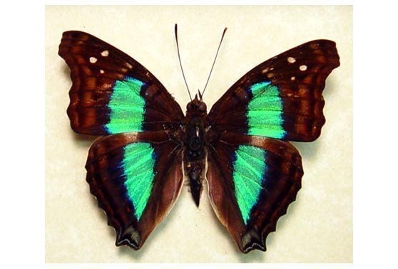 Mother's Day Gift Turquoise Emperor Real Framed Butterfly Display 305
