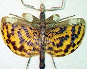 Leopard Winged Walking Stick Insect Phasma Gigas 2356