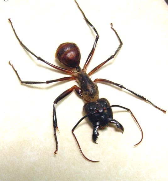 Dad's & Grad's Gift Worlds Largest Real Soldier Ant ( ( Free Shipping ) ) 7657