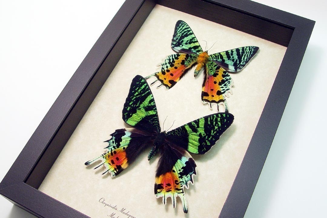 Wedding Gift Best Seller 18 Years Madagascar Sunset Moth Pair 1072
