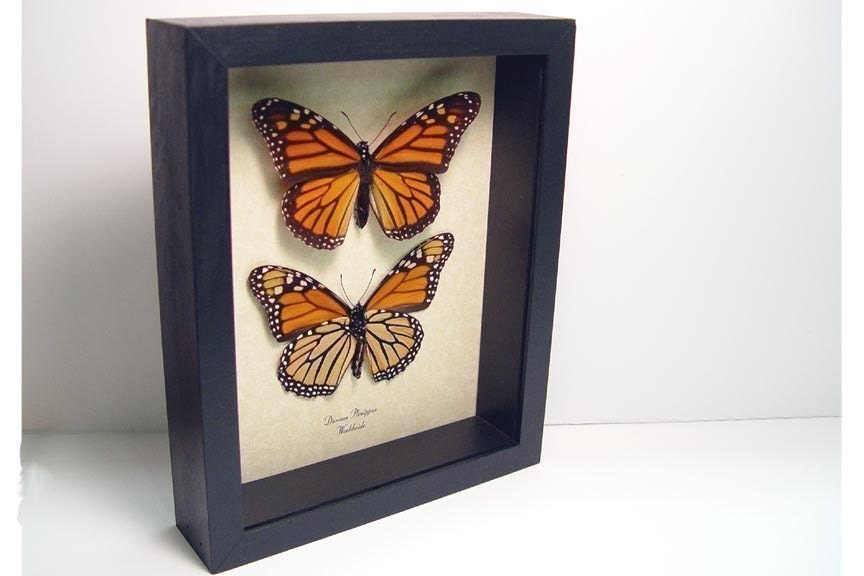 Framed Butterfly Danaus Plexippus The Monarch Pair  111s