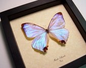 Best Seller 13 Years Real Mother of Pearl Morpho Sulkowski Butterfly 232