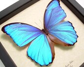 Morpho Didius Giant Blue Best Seller for 14 Years 416