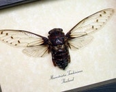 17 Year Cicada The Cicada Song Real Framed Clear Wing Insect Display 7924
