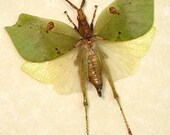 Real Framed Green Leaf Mimic Katydid Insect 7905