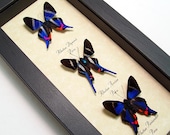 Real Framed Butterflies 3 Sapphire Blue Rhetus Set 1065