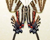 Red BLUE Zebra Swallowtail Real Framed Butterfly 523 v