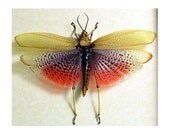 Real Framed African Rainbow Grasshopper Insect 7730
