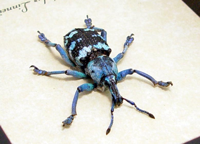 Real Blue Beetle Snout Weevil Framed Insect 7858