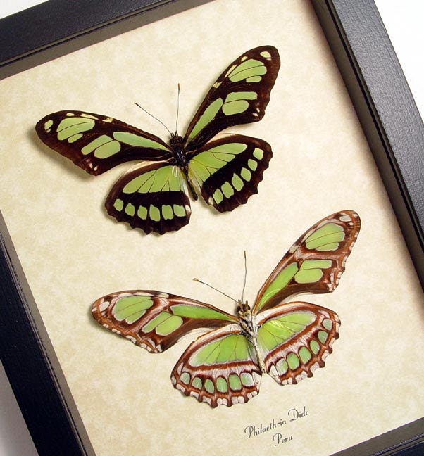 Real Framed Bright Peru Green Glider Pair Butterflies 483p