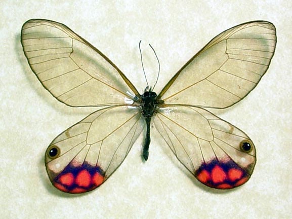 Real Pink Purple Transparent Glasswing Butterfly 454
