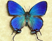 Thecla Coronata Blue Male Exotic Real Butterfly 748 - REALBUTTERFLYGIFTS