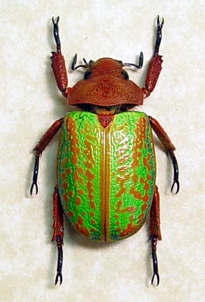 Jewel Scarab Rare Beetle Green Orange Plusiotis Victorina 8062