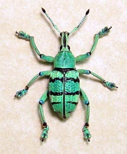 BEETLE REAL WEEVIL GREEN SNOUT PAINTED WEEVIL BEETLE 2435