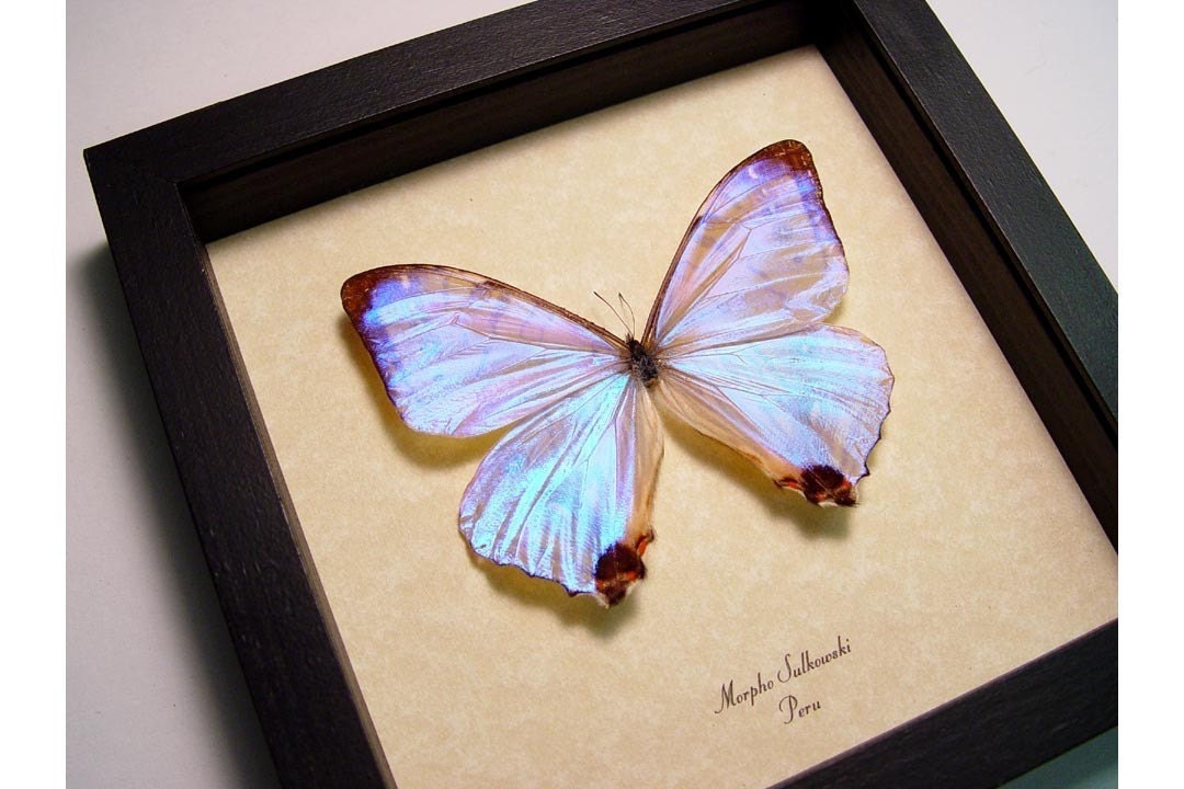 Best Seller 13 Years Real Mother of Pearl Morpho Sulkowski Butterfly 232