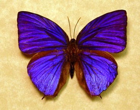 real purple butterflies