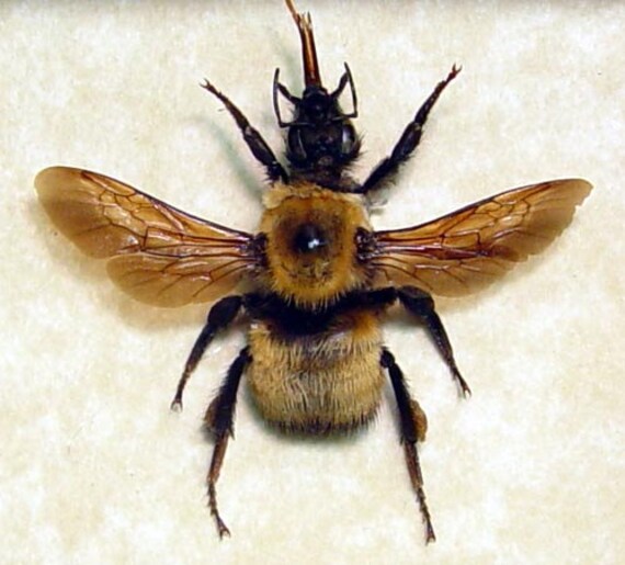 Real Bee