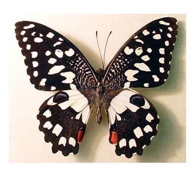 Real Framed Checkerboard Butterfly Conservation Display 152
