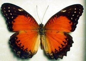 Real Red Framed Butterfly Conservation Qaulity Display  234