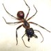 Teacher's Day Gift Ant Worlds Largest Real Soldier Ant ( ( Free Shipping ) ) 7657