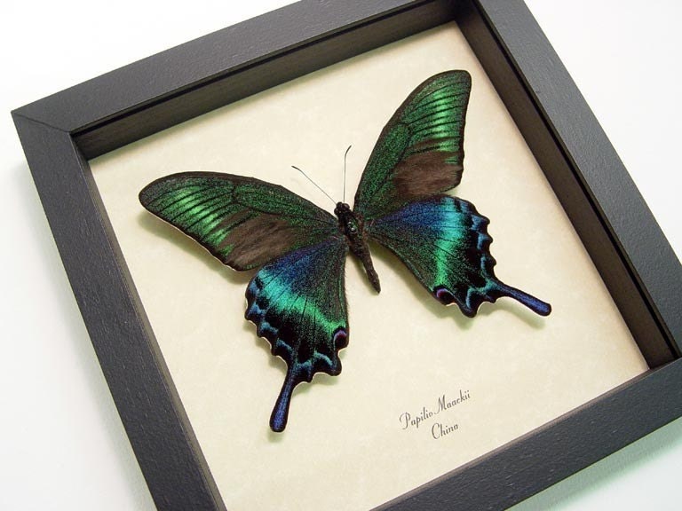Real Green Papilio Maackii Butterfly Conservation Quality Display 119