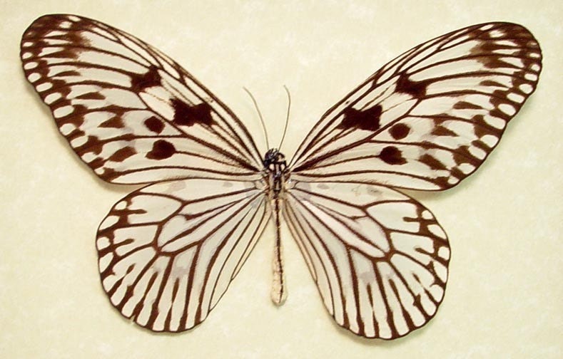White Rice Paper Real Butterfly Conservation Display 7872