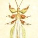 Real Green Fairy Winged Walking Stick Insect 2157