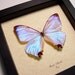 Best Seller 13 Years Real Mother of Pearl Morpho Sulkowski Butterfly 232