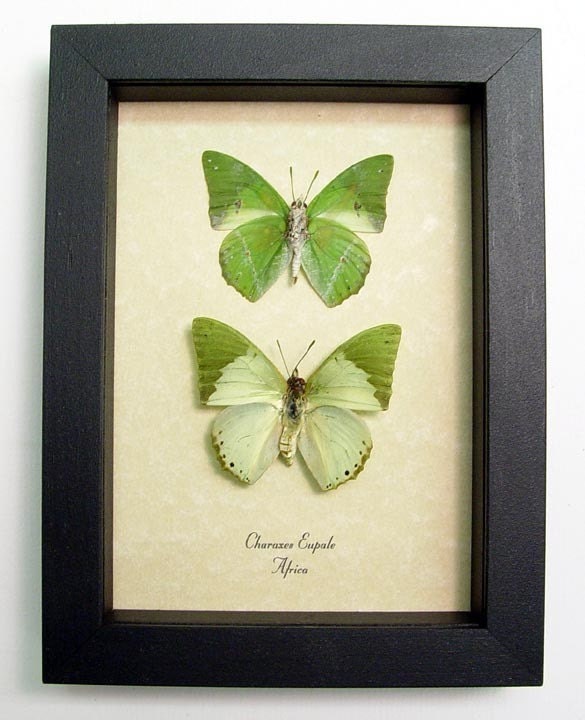 African Sage Green Leaf Butterflies Charaxes Eupale 384P