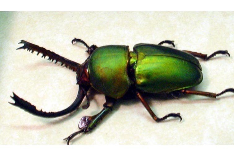 Bright Green Sawtooth Beetle Lamprima Adolphinae Display 2155BG