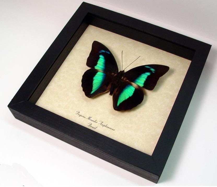 Butterfly Blue Reflector Prepona 921