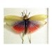 Real Framed African Rainbow Grasshopper Insect 7730