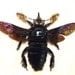 Real Framed Hairy Rainbow Bee Xylocopa Latipes Male 7964