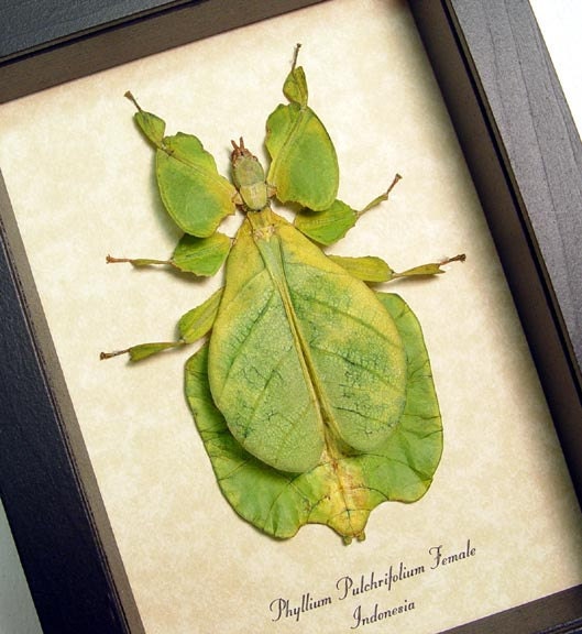 Bright Green Walking Leaf Mimic Real Framed Insect 7981