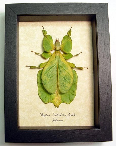 Bright Green Walking Leaf Mimic Real Framed Insect 7981