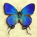 Thecla Coronata Blue Male Exotic Real Butterfly 748