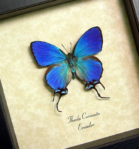 Thecla Coronata Blue Male Exotic Real Butterfly 748