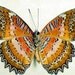 Framed Butterfly Large Exotic Real Shadowbox Cethosia Biblis Cat Face Lacewing 146 v